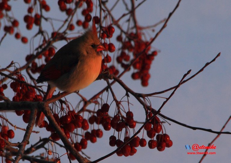 Northern Cardinal IMG_0165.JPG