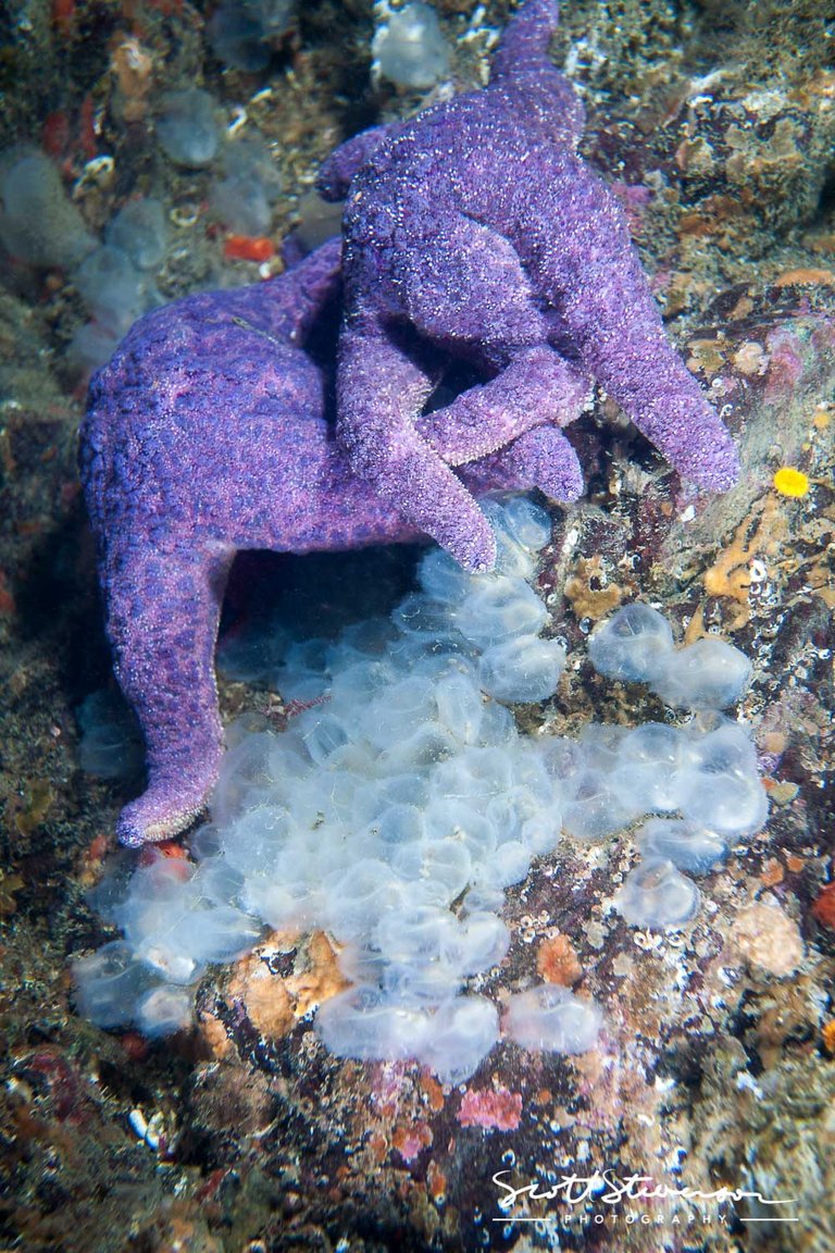 Purple Seastar-4.jpg