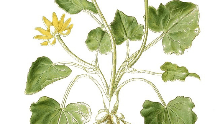 feat-lesser-celandine-750x420.png