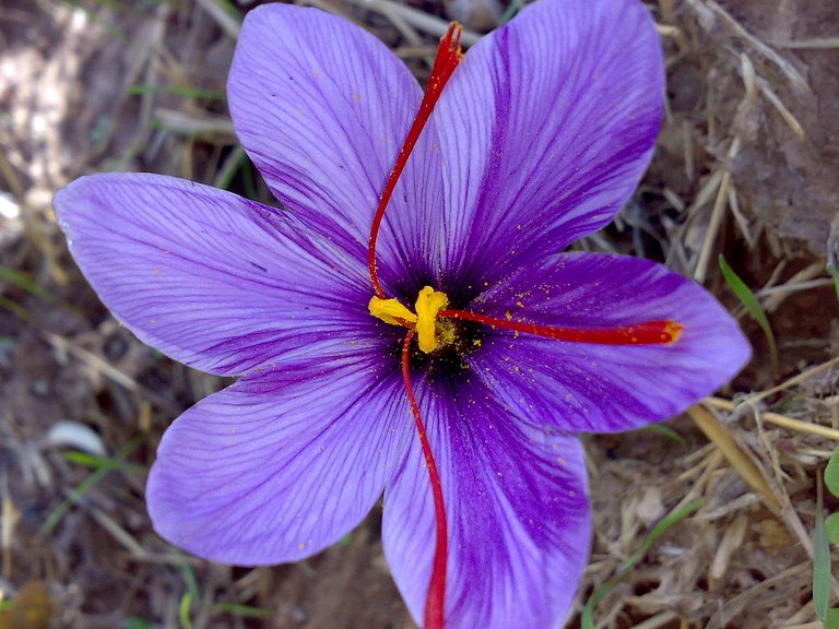 Crocus flower.jpg