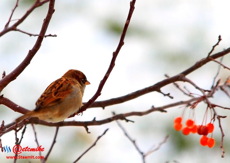 House Sparrow PFW01-10.JPG