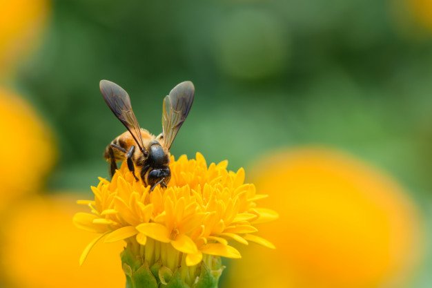 yellow flower.jpg