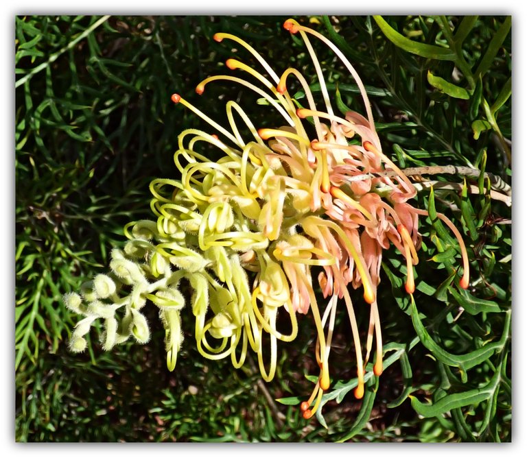 F Golden grevillea.jpg