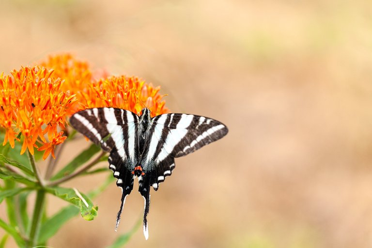 butterfly-1464441_1920.jpg