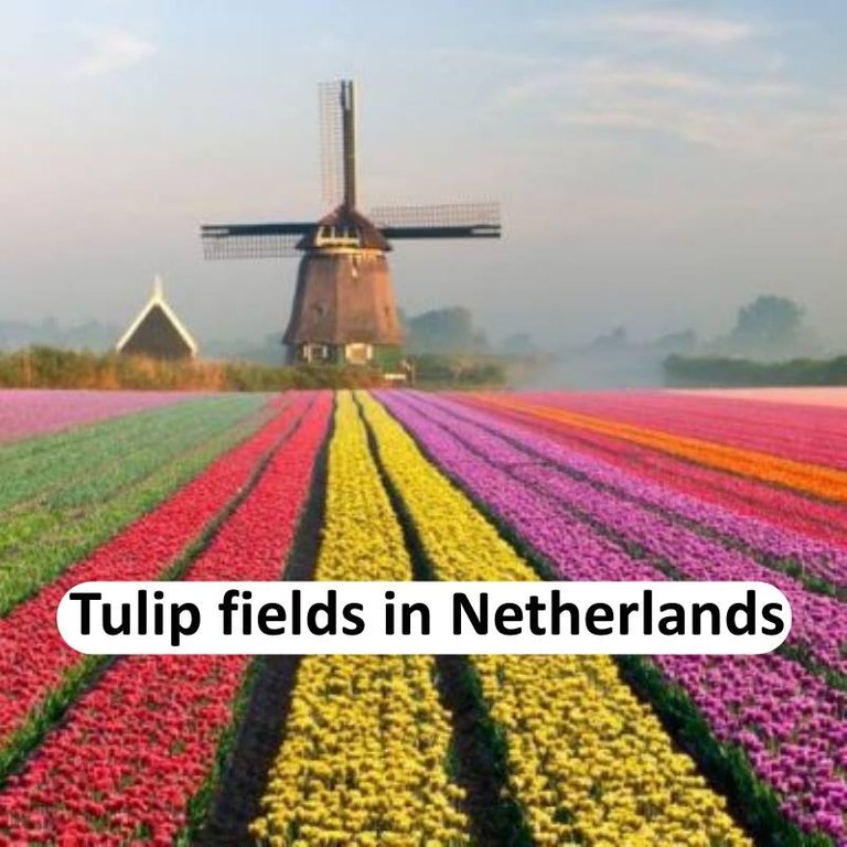 netherlands tulips.jpg