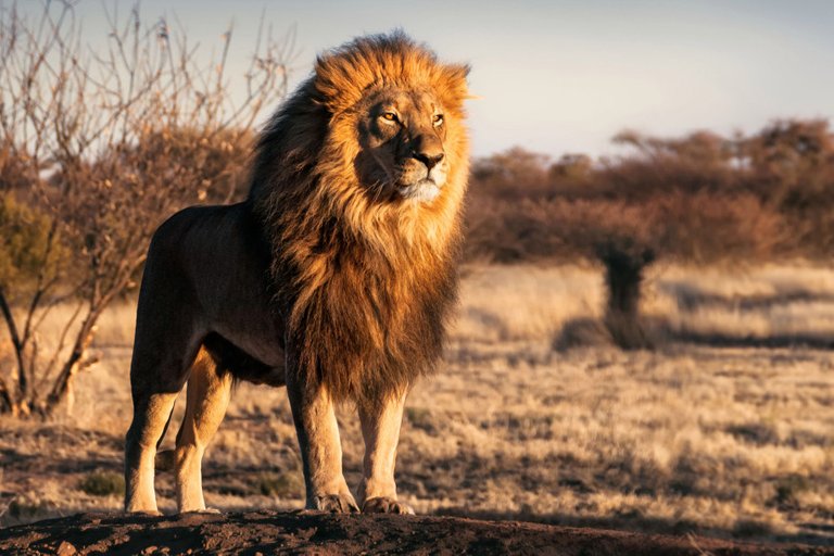 man-eaten-by-lions.jpg