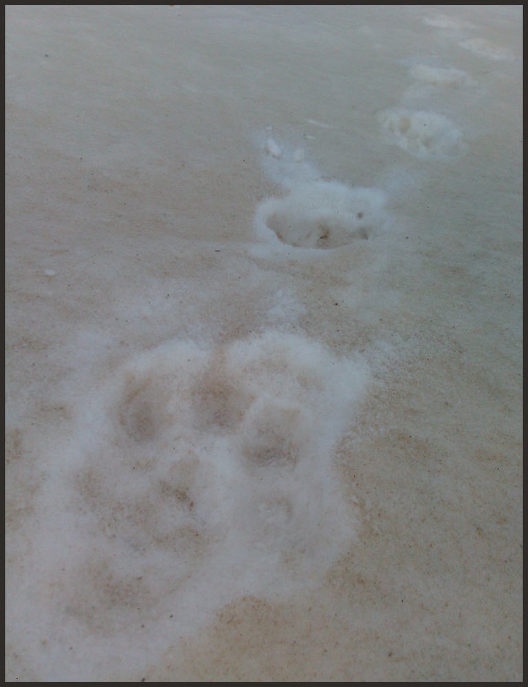 lynx paw prints in dirty brown snow.JPG