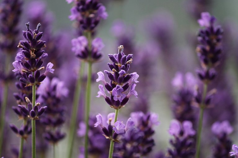 lavender-3479492_1280.jpg