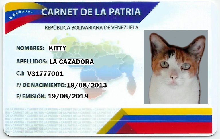 patria-kitty-f.jpg