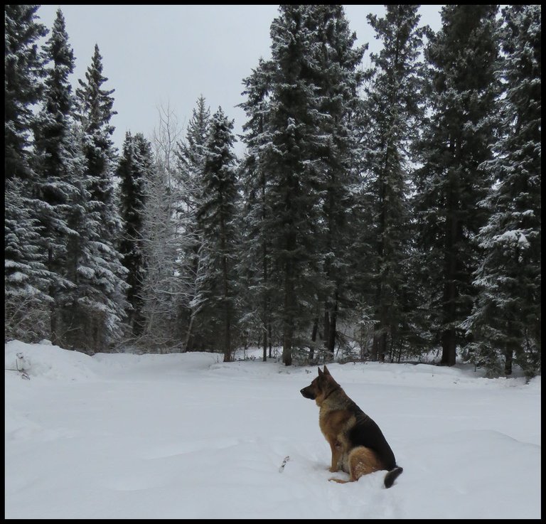 Bruno sitting in snow looking at snowy evergreens by turn in lane.JPG