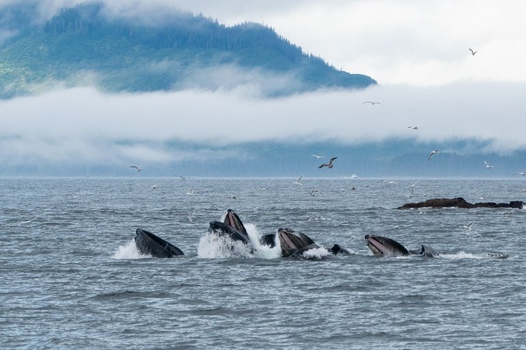 mountains and whales.jpg