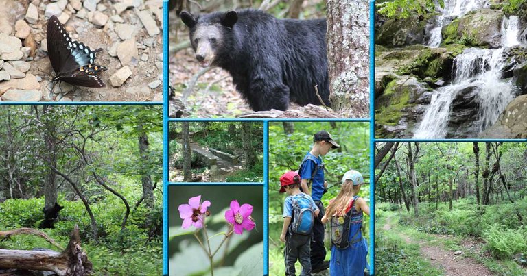 Shenandoah NP Hiking #shenandoah #NPS #bear #flower #butterfly #kids.jpg