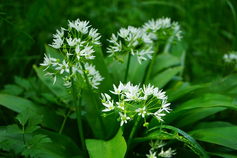 bears-garlic-474316_1920.jpg