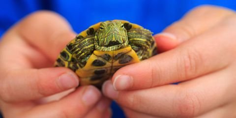 landscape-1504107826-pet-turtle.jpg