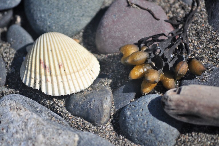 Shell and Rockweed.JPG