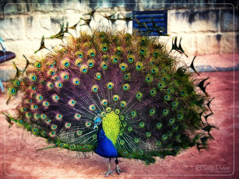 Peacock 1.jpg