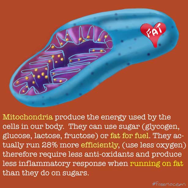 freemocean-food-mitochondria-1.jpg