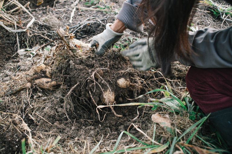 dahlia-tubers-9.jpg