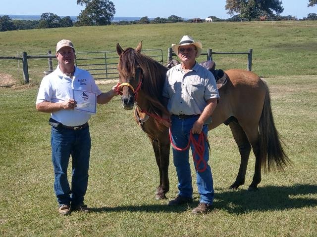 Senior Trail Horse A Cappellas Mesteno.jpg