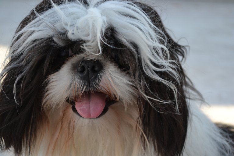 Tommy_Shih_Tzu_(Perro_león).JPG