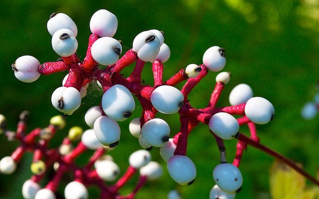 dolls eye Actaea pachypoda white baneberry 10.jpg