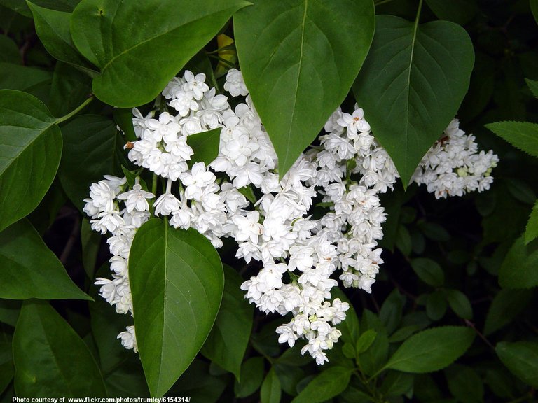 TinyWhiteFlowers0991-090718.jpg