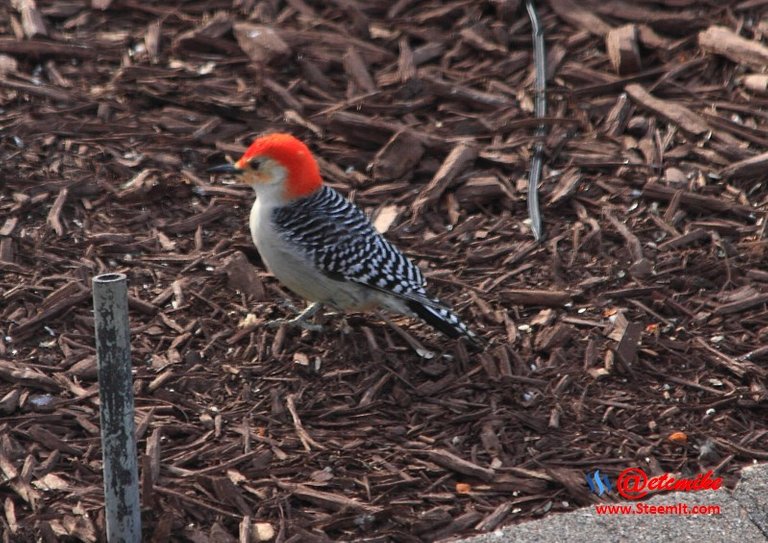 Red-Bellied Woodpecker PFW36.jpg