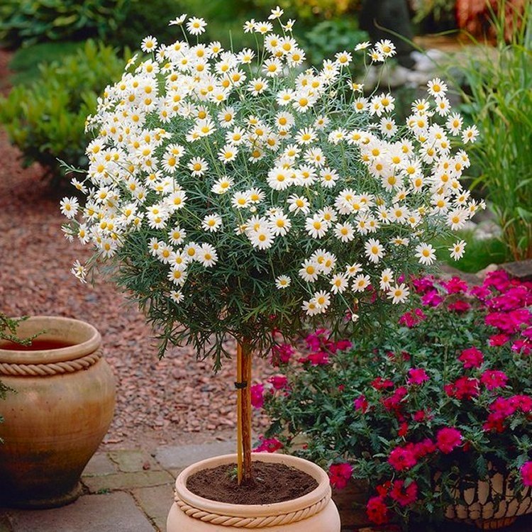 large-marguerite-dasiy-tree750x750.jpg