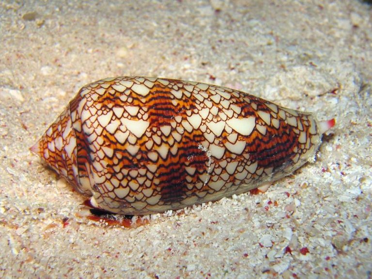 beautiful-shell.jpg