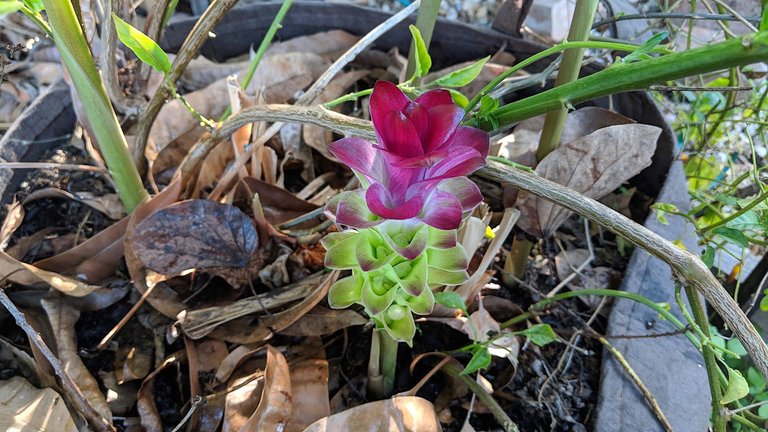 Black Turmeric - Curcuma caesia flower