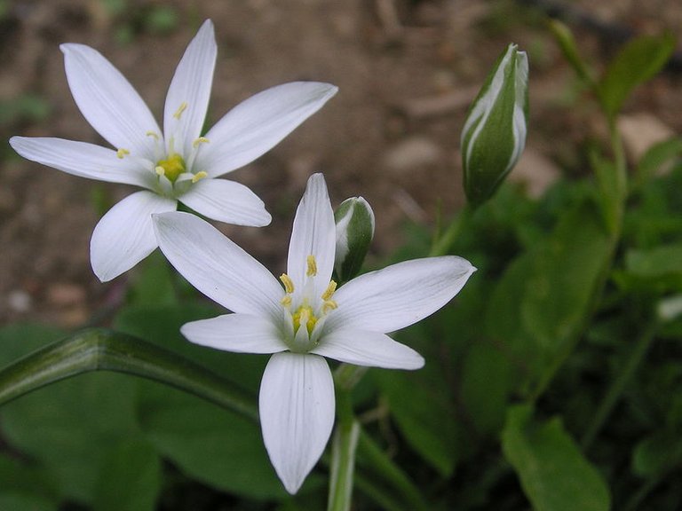 800px-Ornithogalum_umbellatum-1.jpg