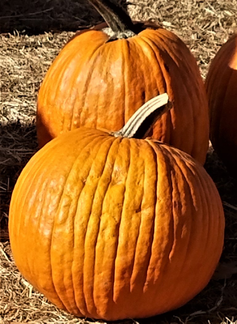 Pumpkins.jpg