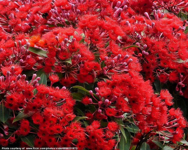 RedFloweringGum-041316.jpg