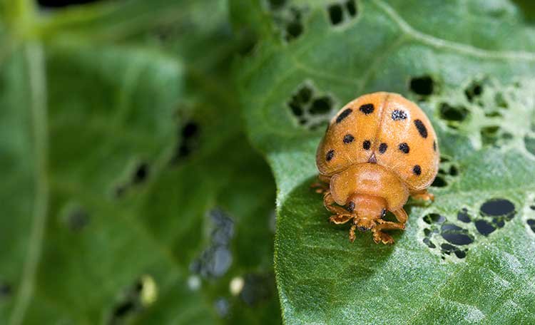 FEATURED-Mexican-Bean-Beetle.jpg