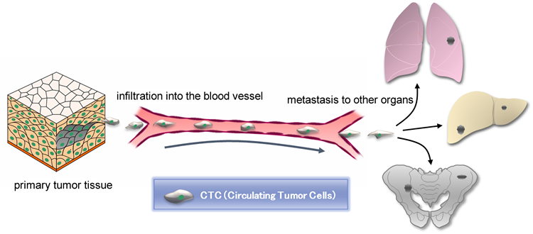 Circulating Tumor Cells (CTC) Market.png