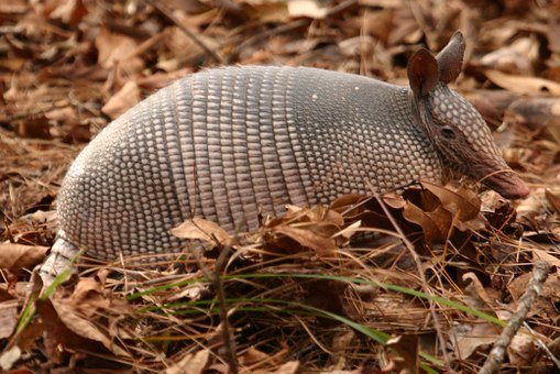 armadillo-649937__340.jpg