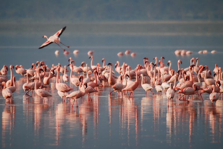 flamingos-1099071_960_720.jpg