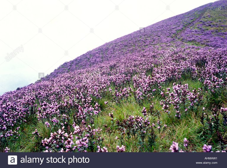 neelakurinji-in-full-bloom-in-munnar-AHMAW1.jpg