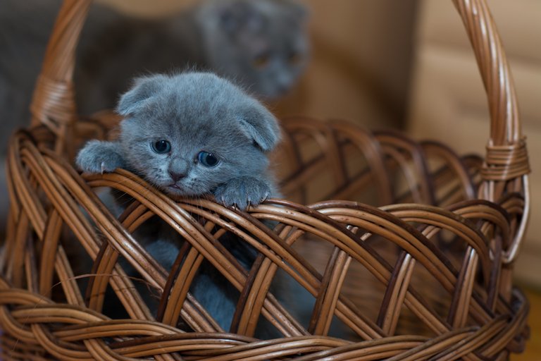 adorable-animal-basket-127027.jpg