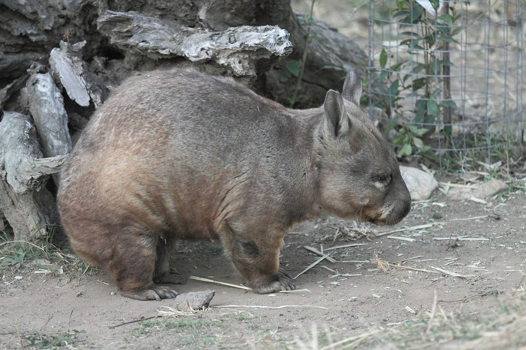 4996719944-wombat (FILEminimizer).jpg