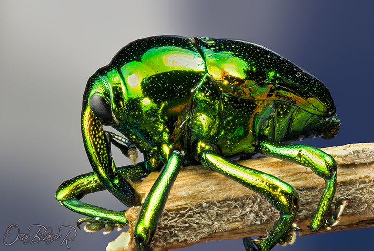 Weevil-Eurhinus-magnificus-Gyllenha1.png