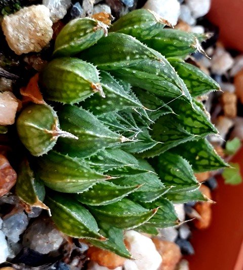 Haworthia marumiana var. viridis.jpg