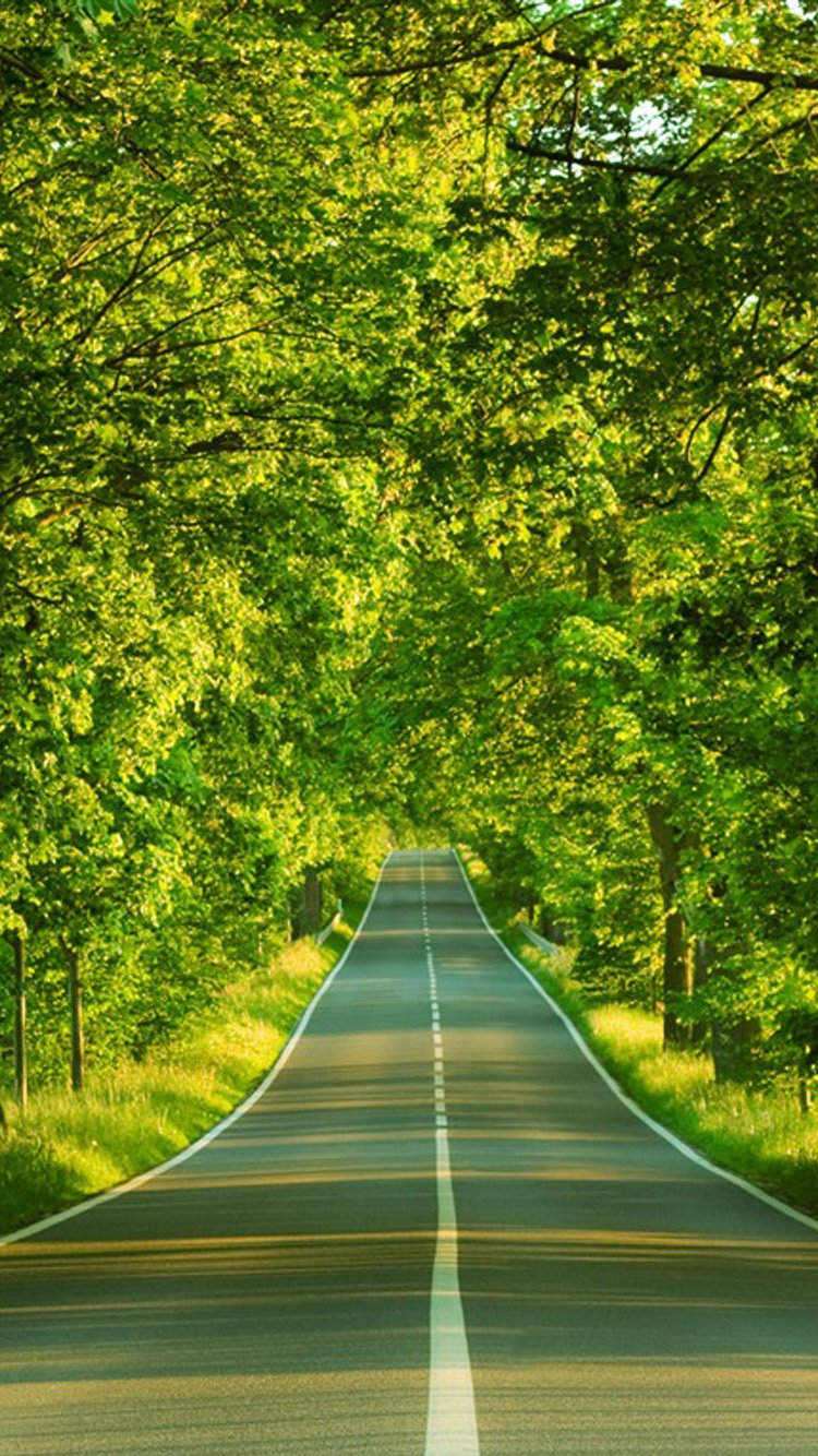 Forest road Wallpaper.jpeg