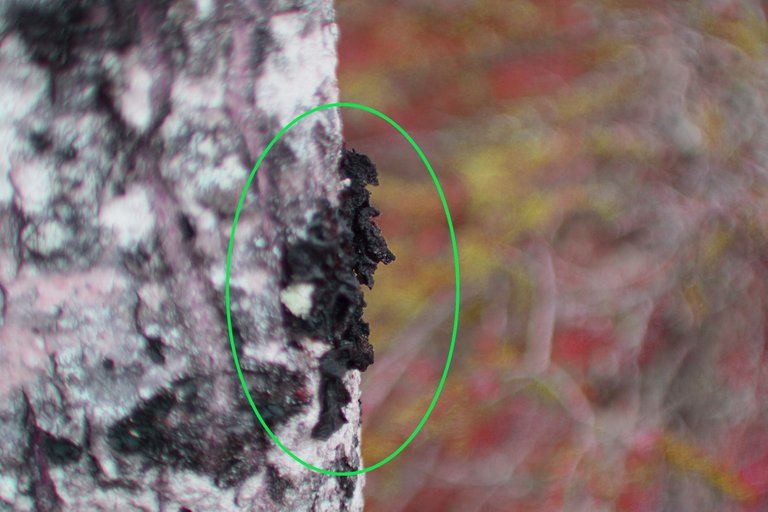 DSC_8239 birch tree black fungi colored resized.jpg