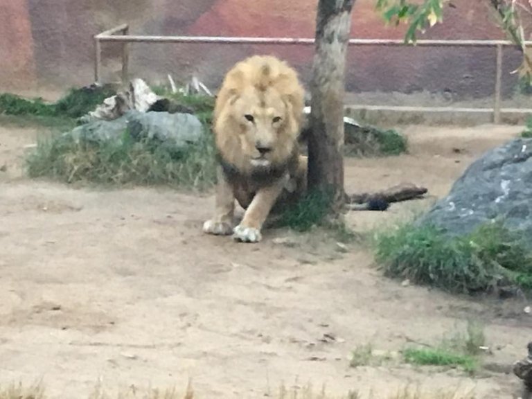 Jeronimo Rubio, Vanja Avedal, Los Angeles Zoo, 2017, Los Angeles California (166).jpg