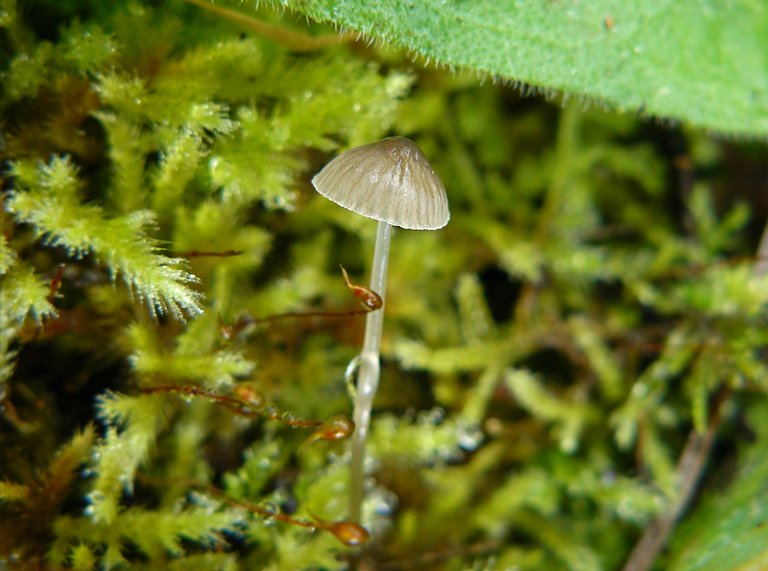 mushrooms lumix 2.jpg