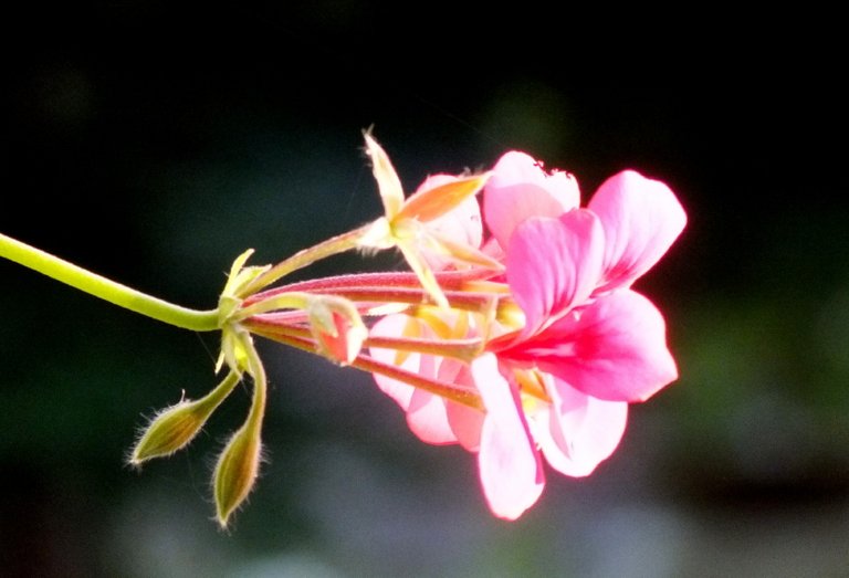 1178-2-Geranium.jpg