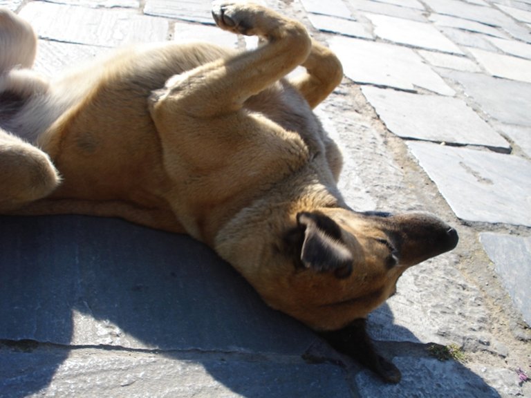 playful_and_happy_stray_dog_197.jpg