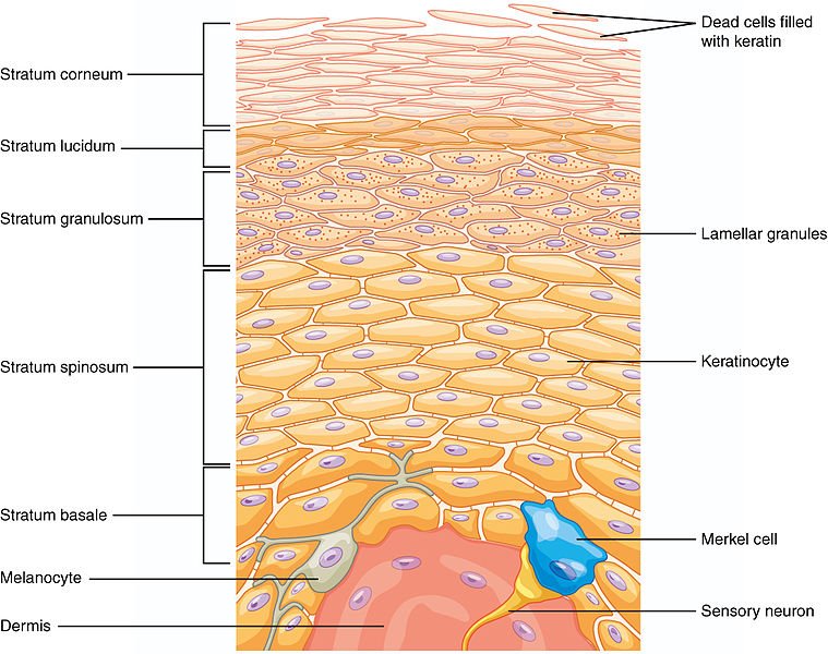 502_Layers_of_epidermis.jpg