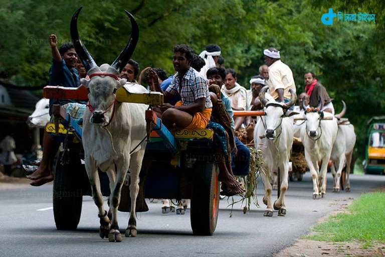 Car-Rental-5-thousand-cows.jpg